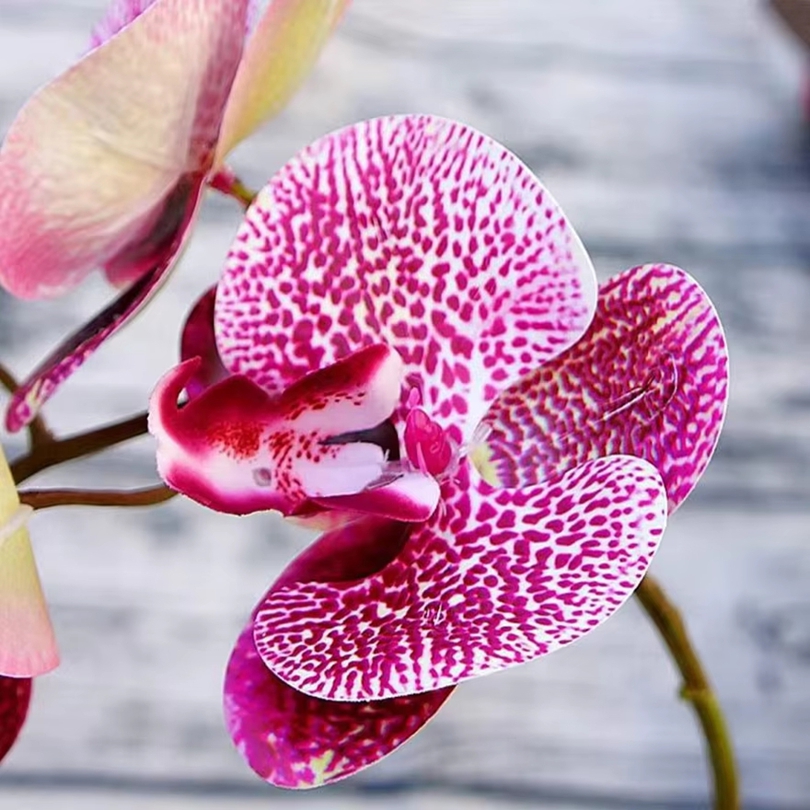 3D Kunstbloemen Plastic Vlinde - 3D Printing Vase recensie en prijs